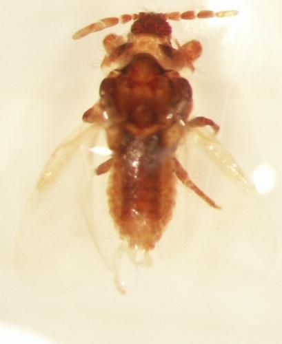 Réf. 338 : Porphyrophora polonica