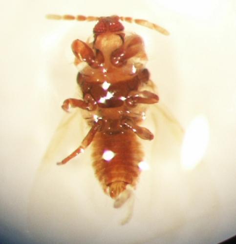 Porphyrophora polonica