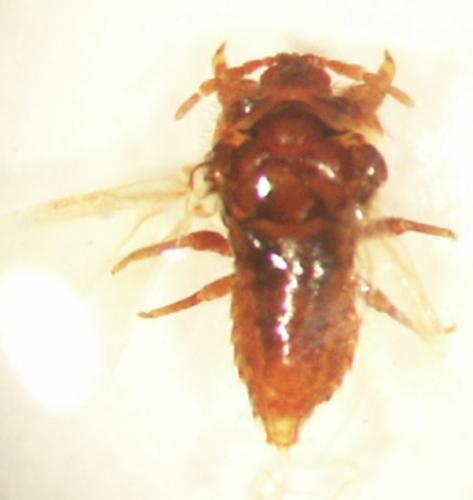 Porphyrophora polonica