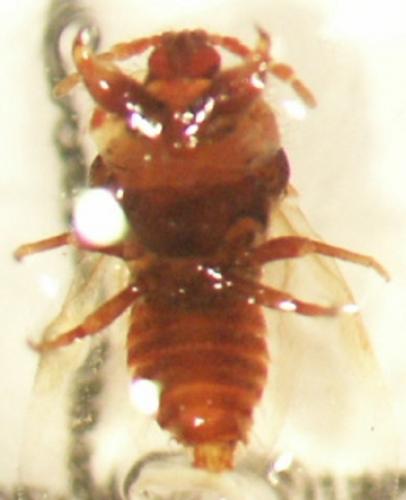 Porphyrophora polonica