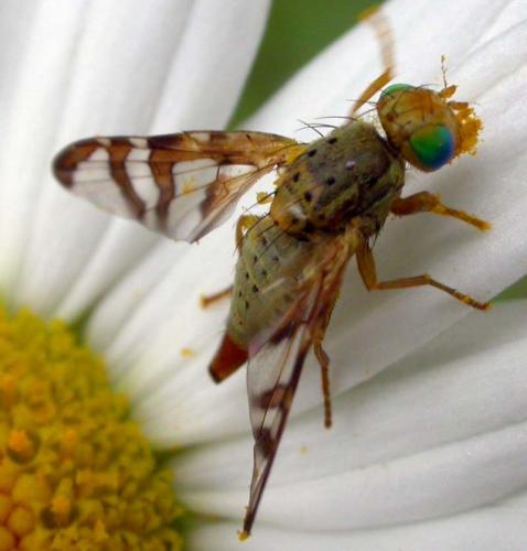 Réf. 861 : Orellia falcata