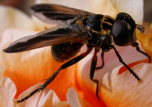 Trichopoda pictipennis