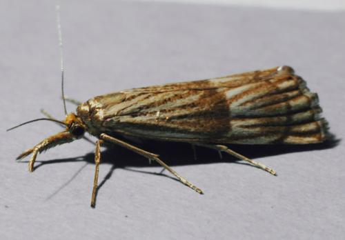 Réf. 319 : Chrysocrambus linetella