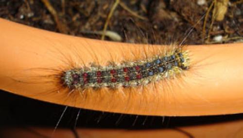 Lymantria dispar