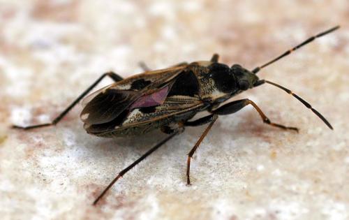 Réf. 177 : Rhyparochromus vulgaris
