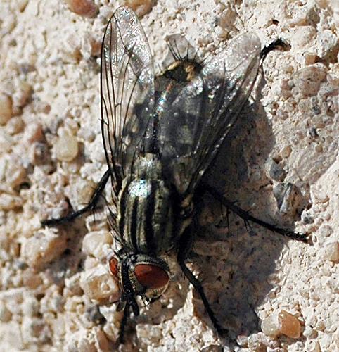 Sarcophaga sp.