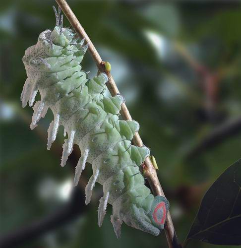 Attacus atlas