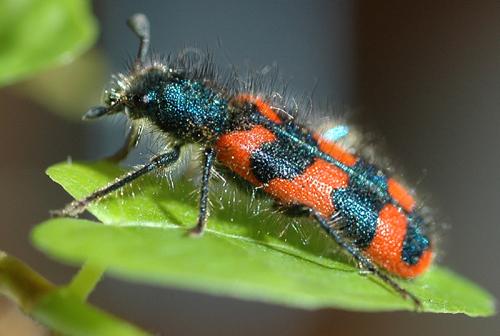 Réf. 218 : Trichodes alvearius