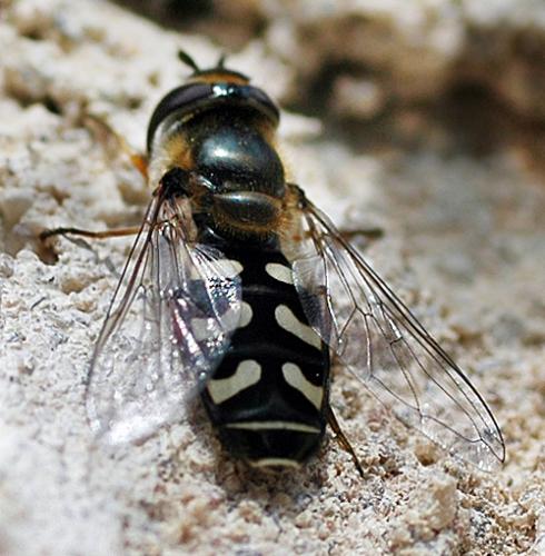 Réf. 229 : Scaeva pyrastri