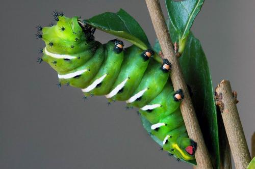 Réf. 891 : Rothschildia jacobaeae