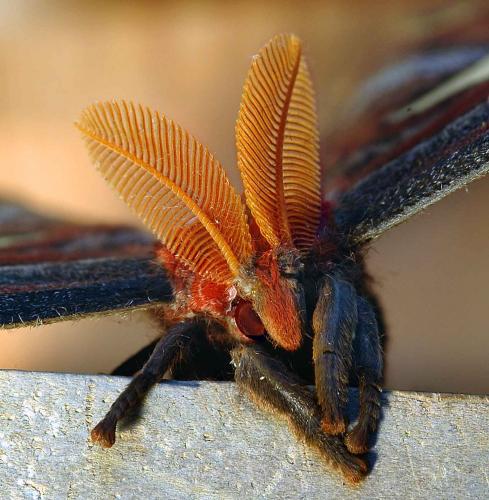 Attacus atlas