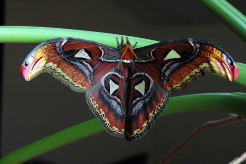 Attacus atlas