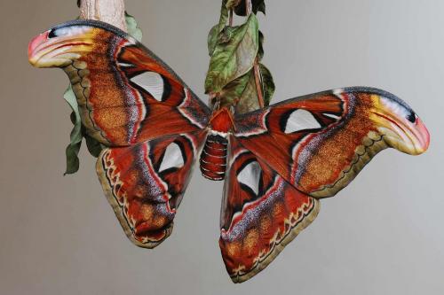 Attacus atlas