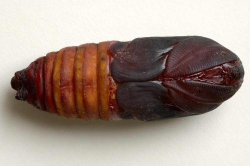 Attacus atlas