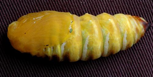 Rothschildia jacobaeae