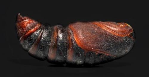 Saturnia pavonia