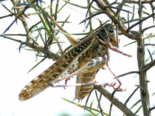 Réf. 555 : Decticus albifrons