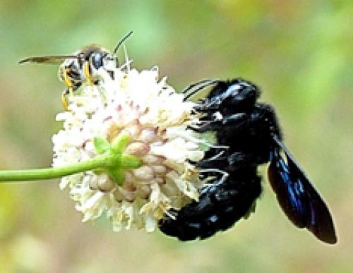 Xylocopa sp.