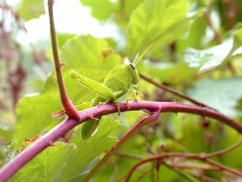 Anacridium aegyptium