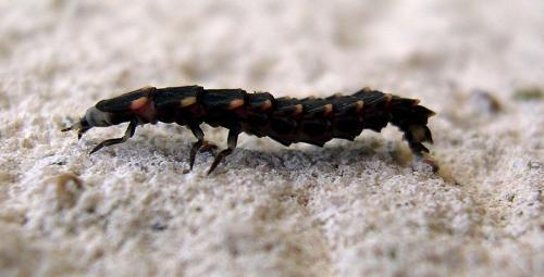 Lampyris noctiluca
