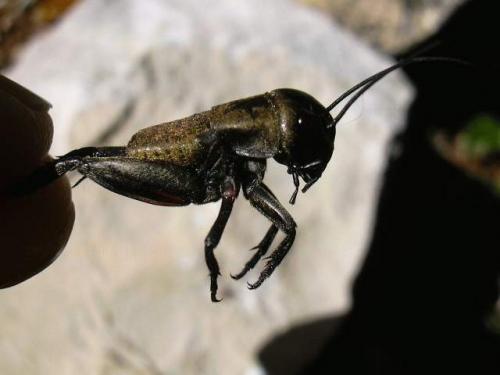 Gryllus campestris