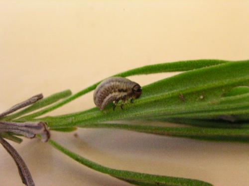 Chrysolina americana