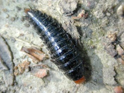 Dendroxena quadrimaculata