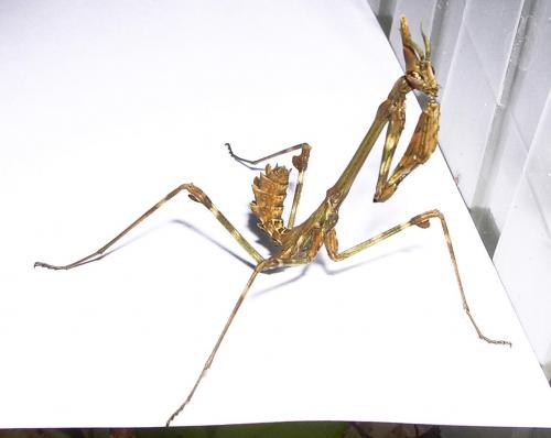 Réf. 713 : Empusa pennata