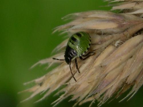 Palomena prasina