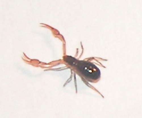 Neobisium sp.