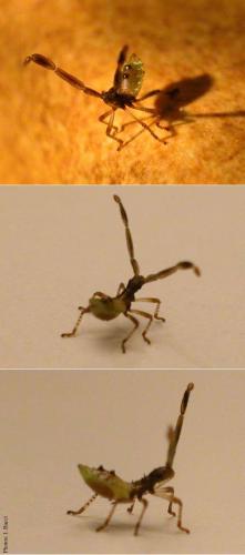 Réf. 650 : Gonocerus sp.