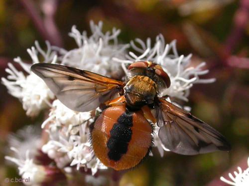 Ectophasia crassipennis
