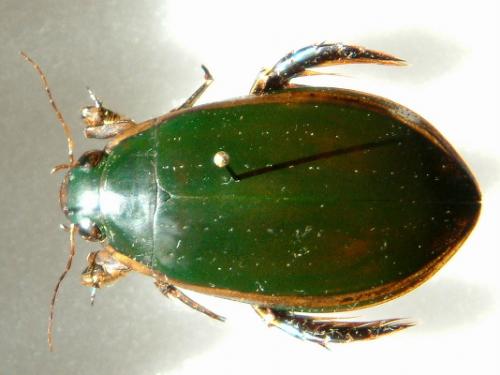 Cybister lateralimarginalis