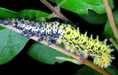 Eupackardia calleta