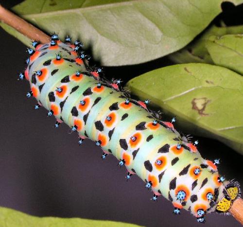 Eupackardia calleta