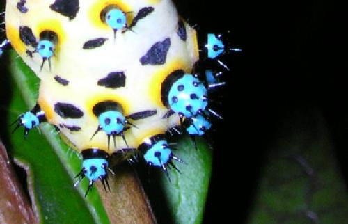 Eupackardia calleta