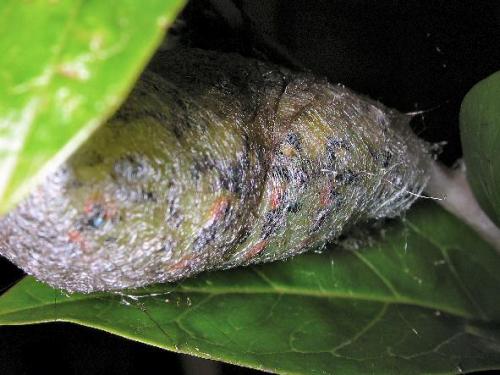 Réf. 771 : Eupackardia calleta