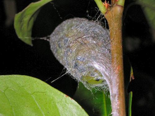 Réf. 772 : Eupackardia calleta