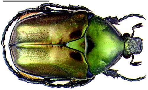 Réf. 997 : Eupotosia affinis