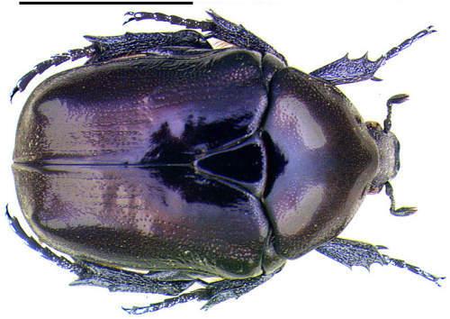 Réf. 989 : Eupotosia mirifica