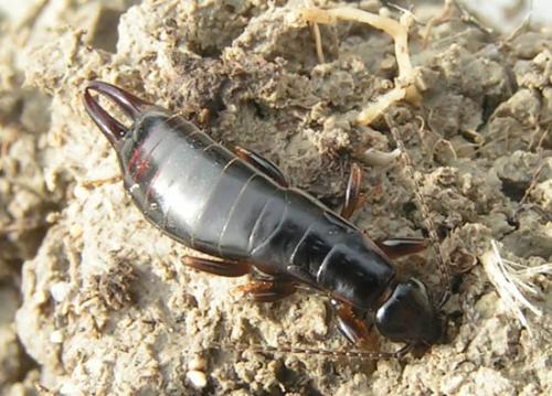 Euborellia moesta