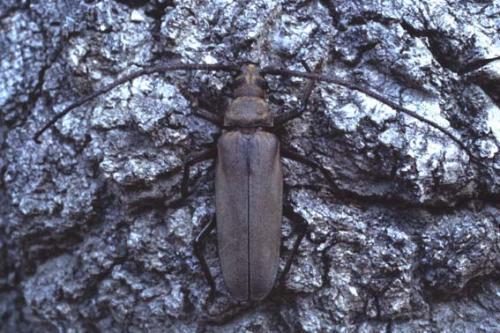 Aegosoma scabricorne