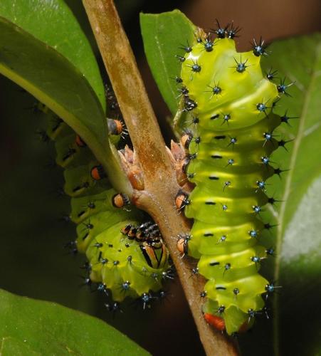 Réf. 837 : Rothschildia jacobaeae