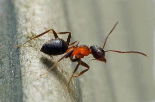 Lasius emarginatus