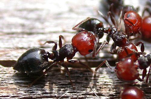 Réf. 933 : Crematogaster scutellaris