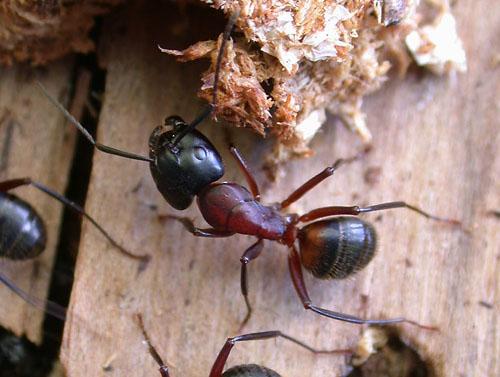 Réf. 934 : Camponotus ligniperda