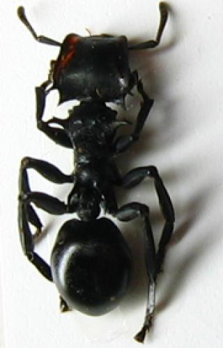 Cephalotes atratus