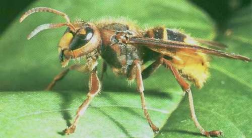 Vespa crabro