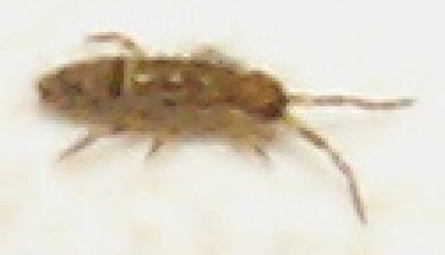 Réf. 946 : Orchesella cincta