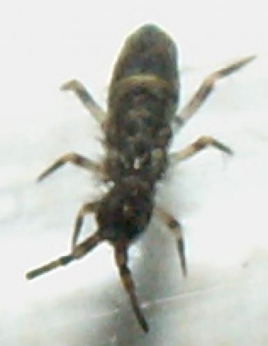 Réf. 948 : Orchesella cincta